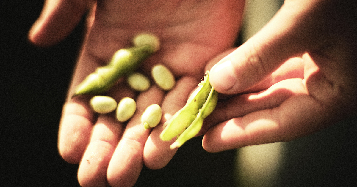 hands holding fava beans used as an ingredient for plant based food