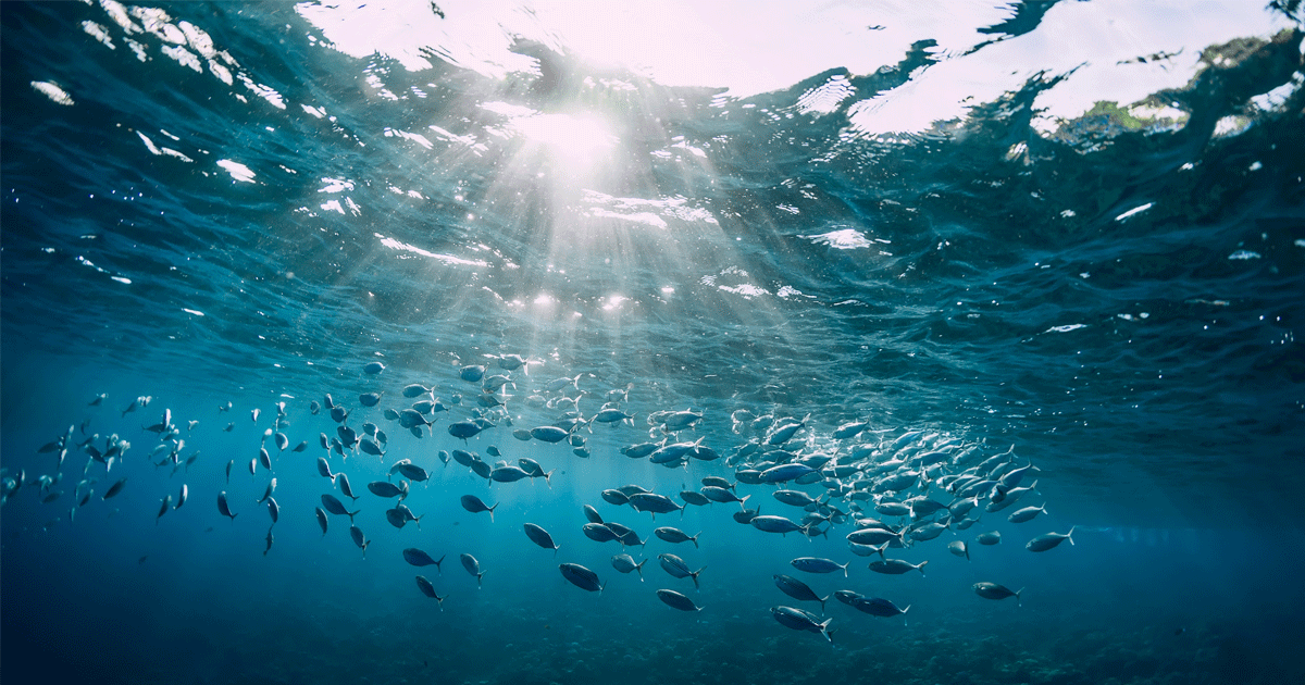 School of fish swimming in the ocean