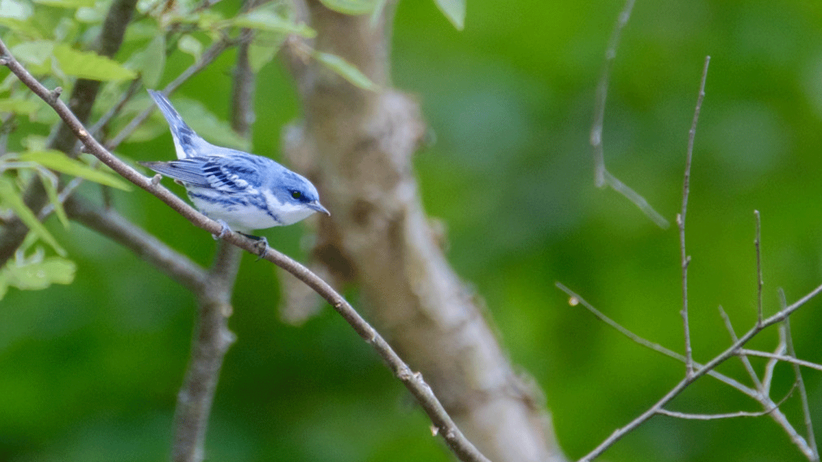 Boosting Biodiversity How We Measure Success on Reforested Sites
