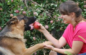 Vegane Hundeernährung - Nur ein Trend oder vielleicht doch die bessere Wahl?