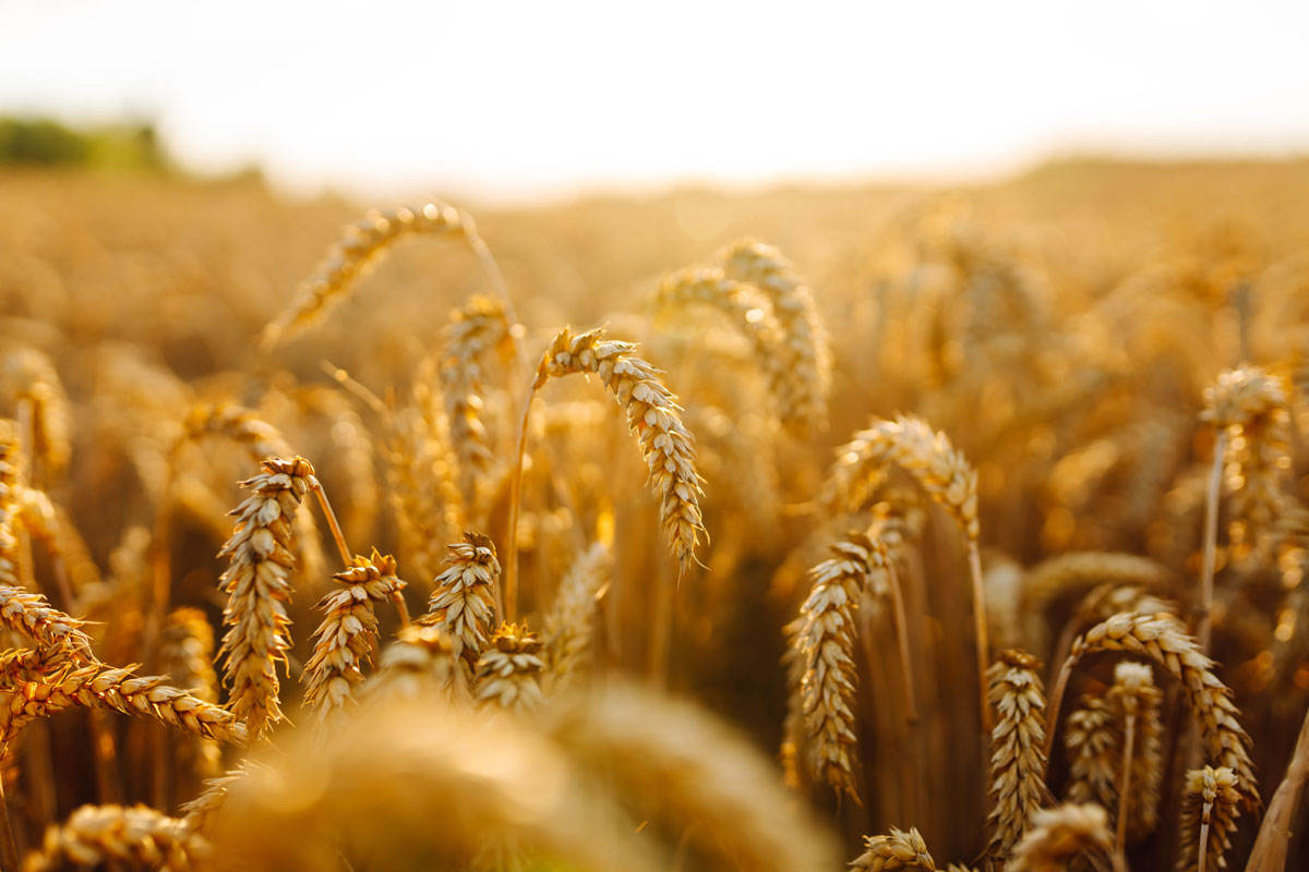 Goldweizenfeld. Die Idee einer reichen Ernte. Landwirtschaft und Landwirtschaft.