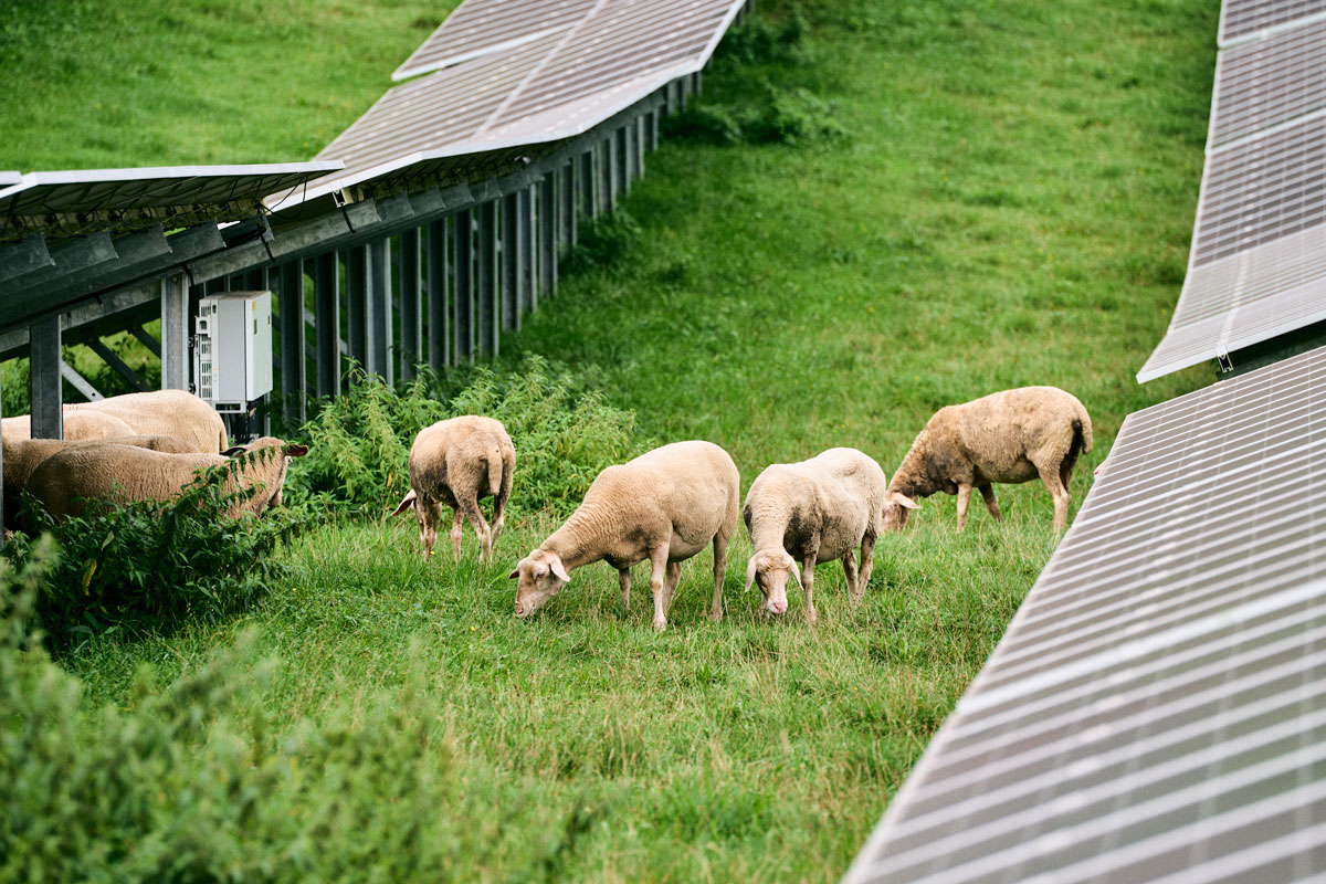 Eco Tec Schafe und PV