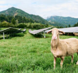 Eco Tec Schaf und PV :)