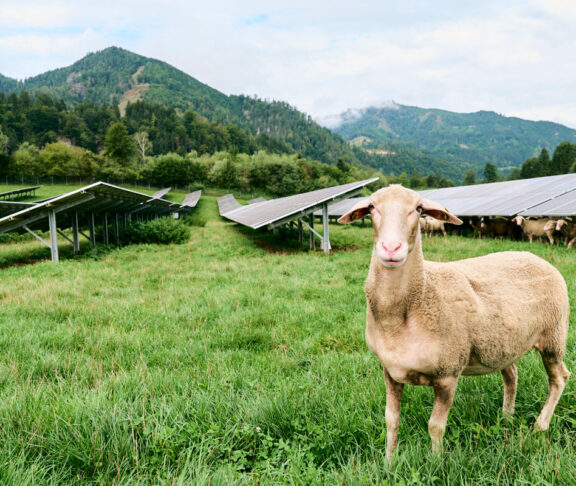 Eco Tec Schaf und PV :)
