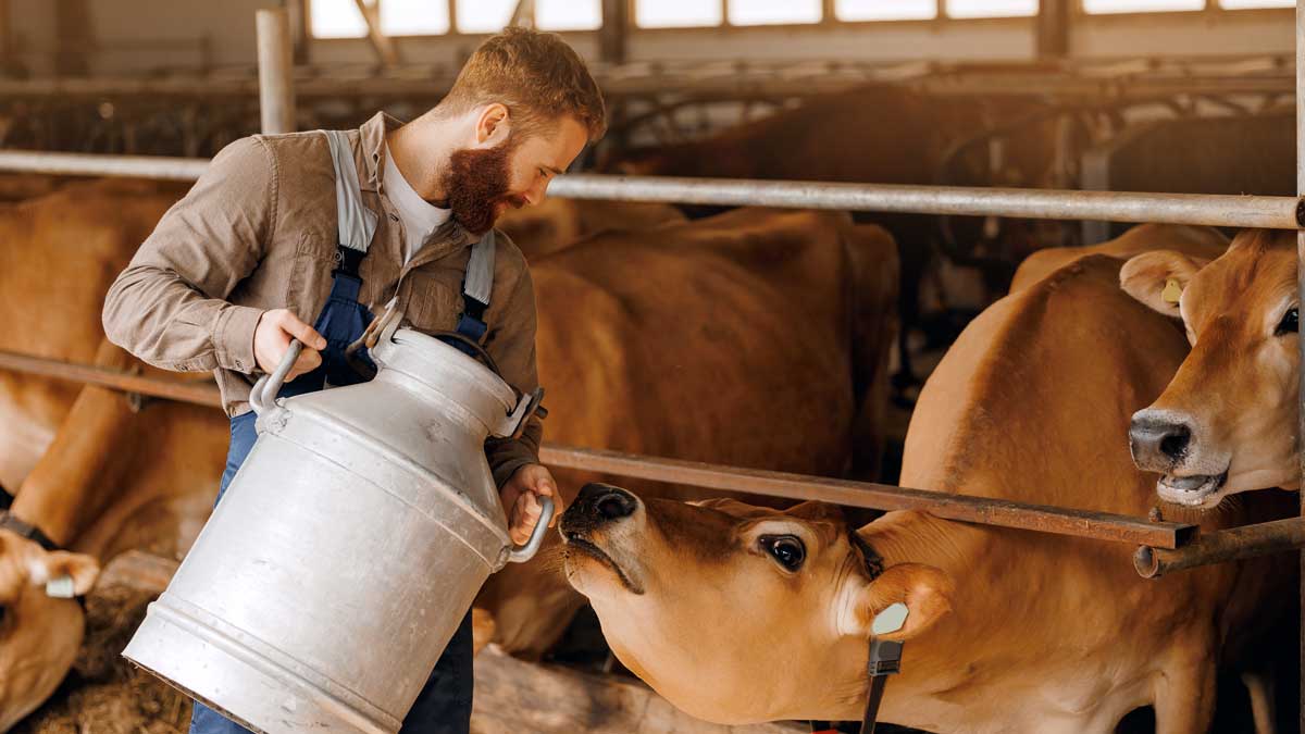 Bearded handsome young man Worker with Jugs of natural healthy milk on background cowhed, sunlight. Banner farm business, industry of eco dairy factory