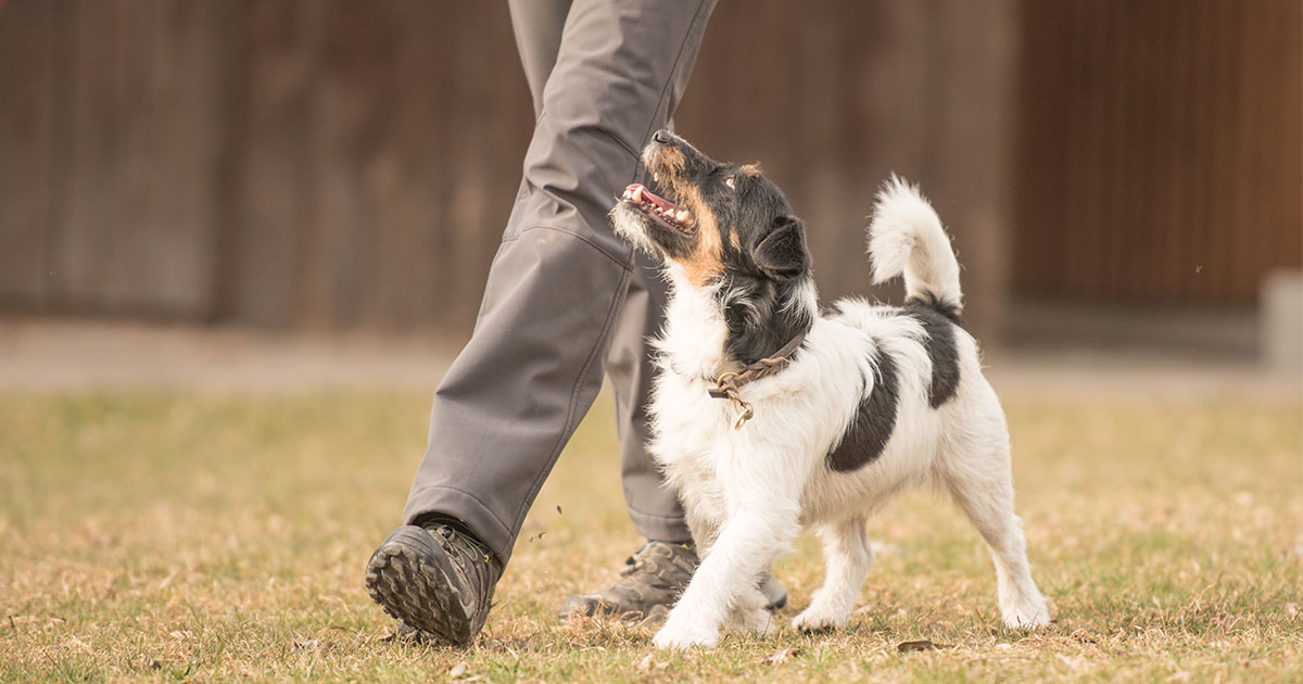 Person walking along side a dog