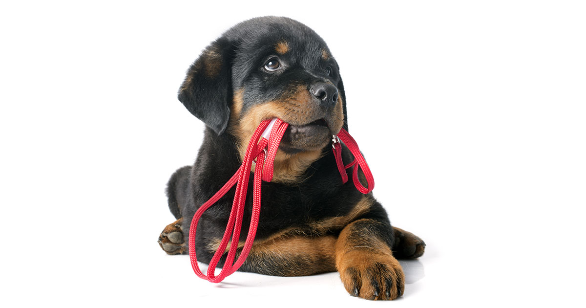 Black puppy