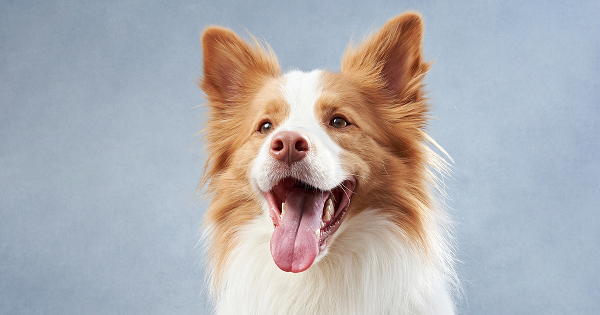 Border collie