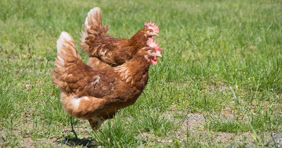 Chickens