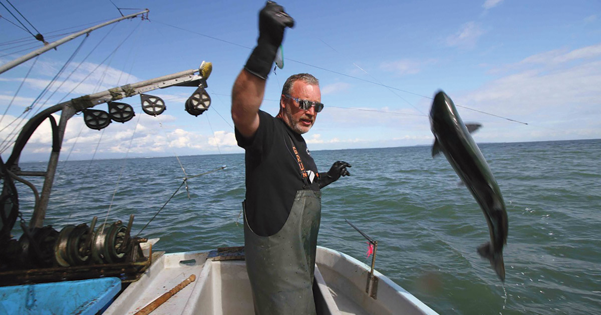 Dane Chauvel, Chair of the BC Salmon Marketing Council, hooking a salmon
