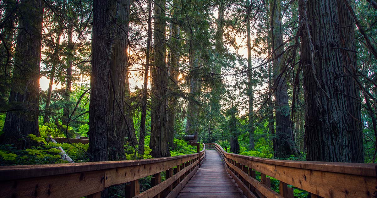 Walkway through a forest in Prince George