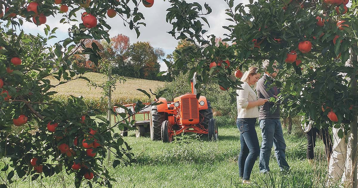 Ontario apple farm