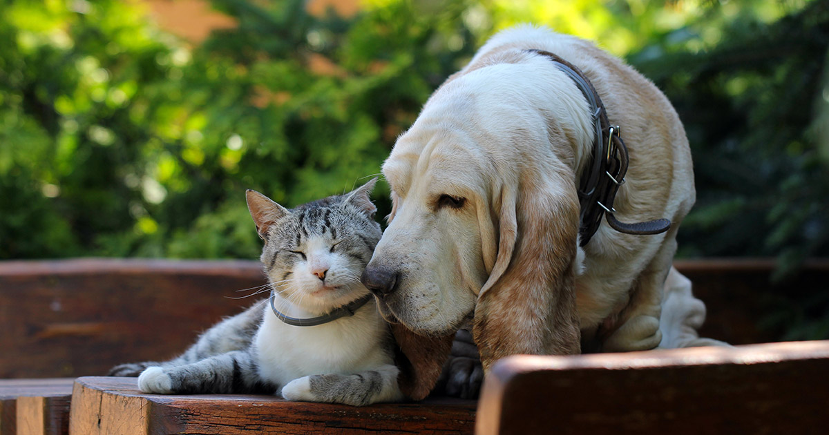 Kitten and a senior basset hound