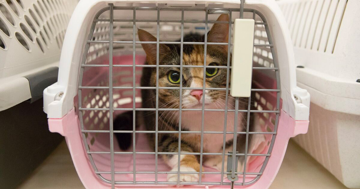 Toronto Cat Rescue header