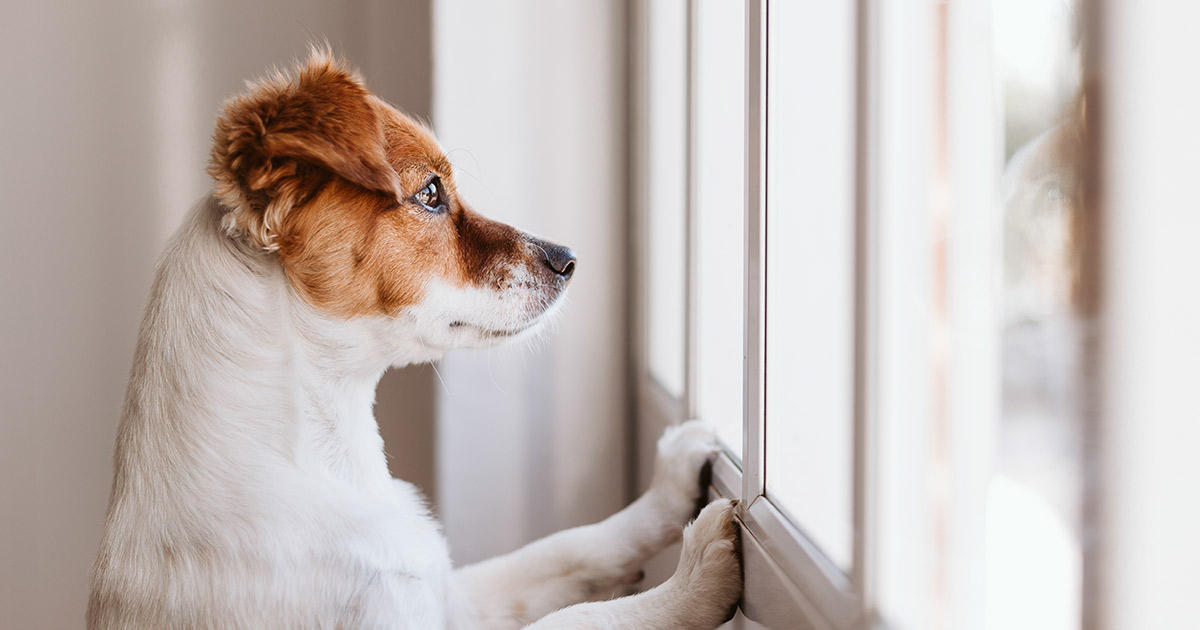 Terrier puppy looking sadly out the window