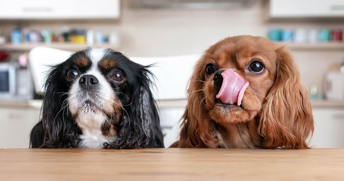 Two puppies looking up