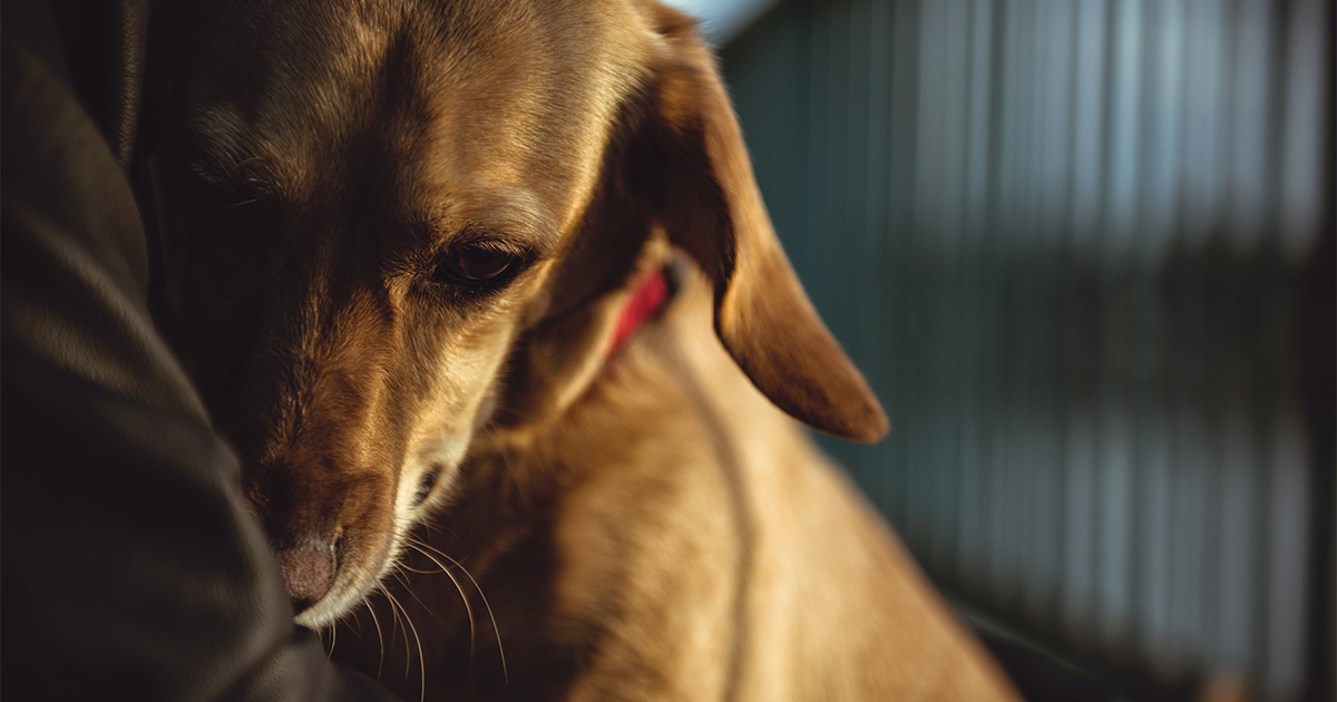 puppy animal protection