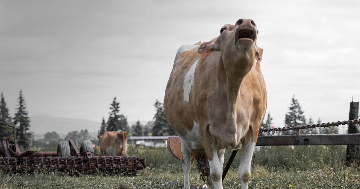 cow grass fields dairy