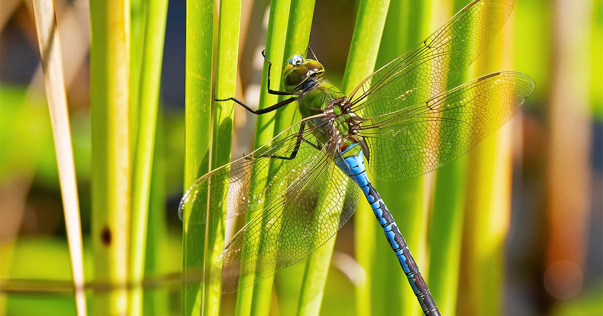 dragonfly population canada