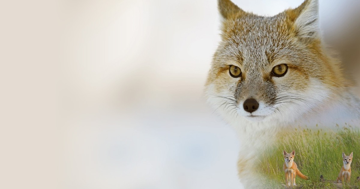fox wilder institute