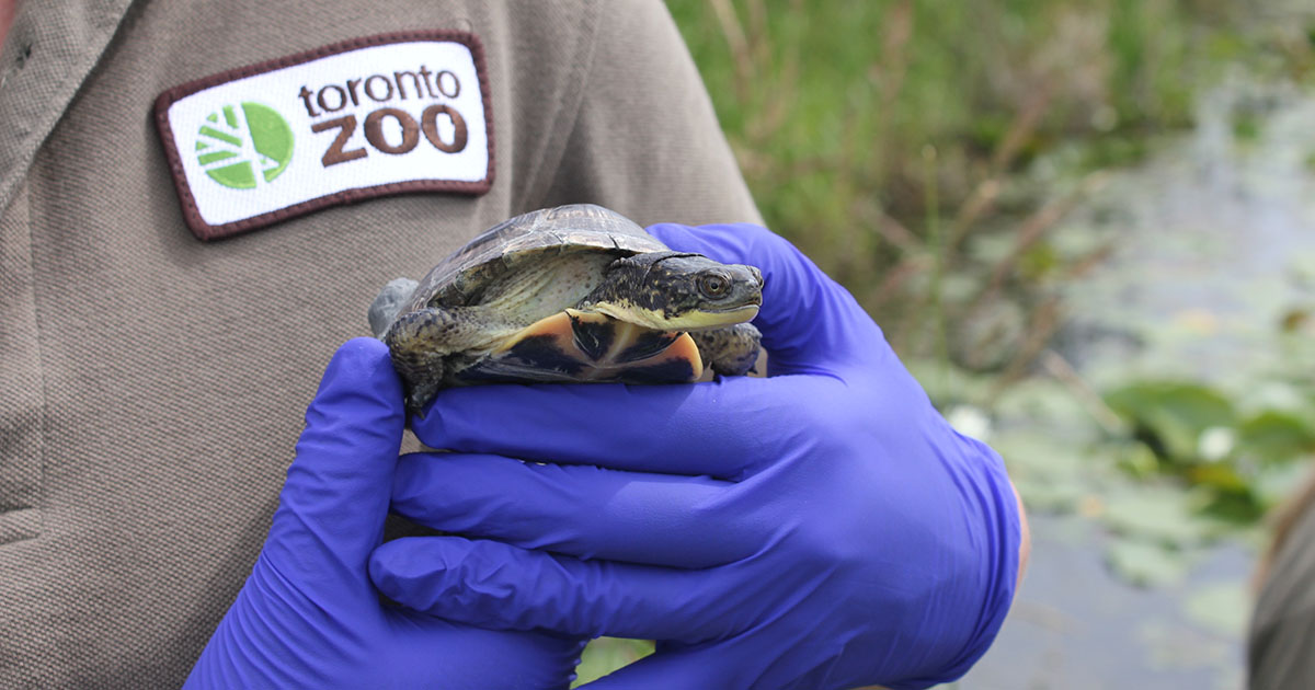 toronto zoo turtle