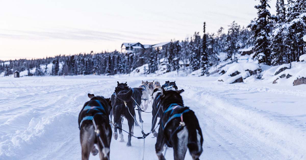 sled dogs at yellowknife