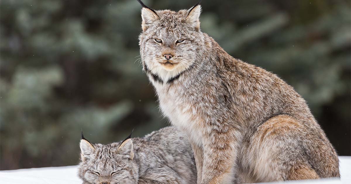 lynx colleen gara photography
