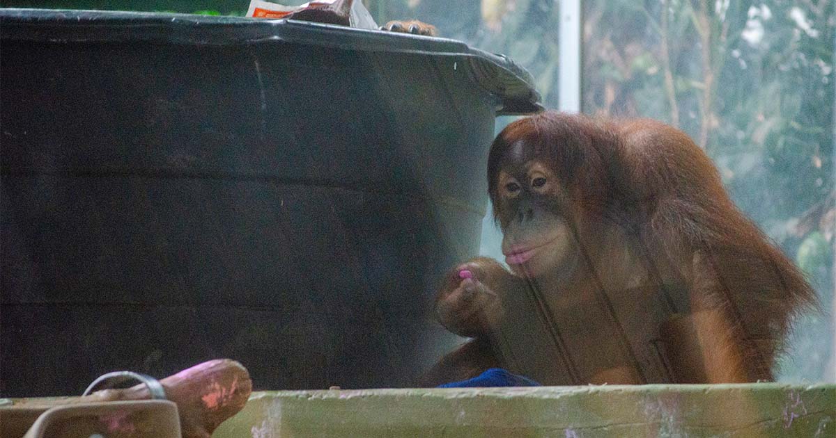orangutan toronto zoo