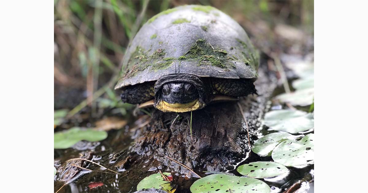 amsel turtle cwf
