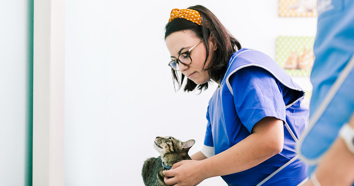rvttc vet handling cat