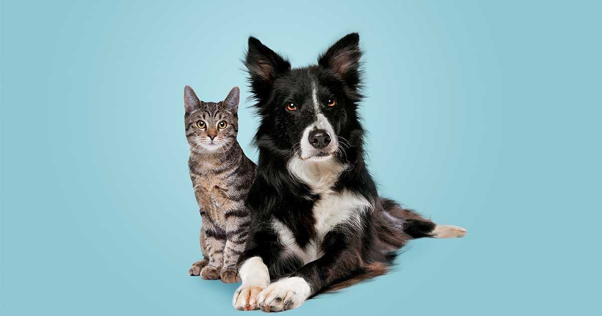 dog sitting beside cat