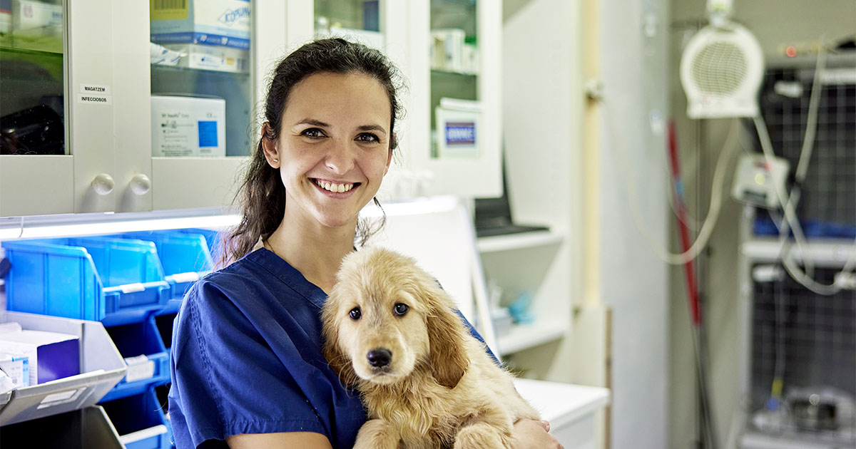 vet holding a dog