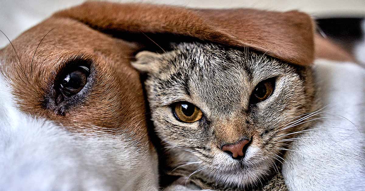 dog cat beside each other