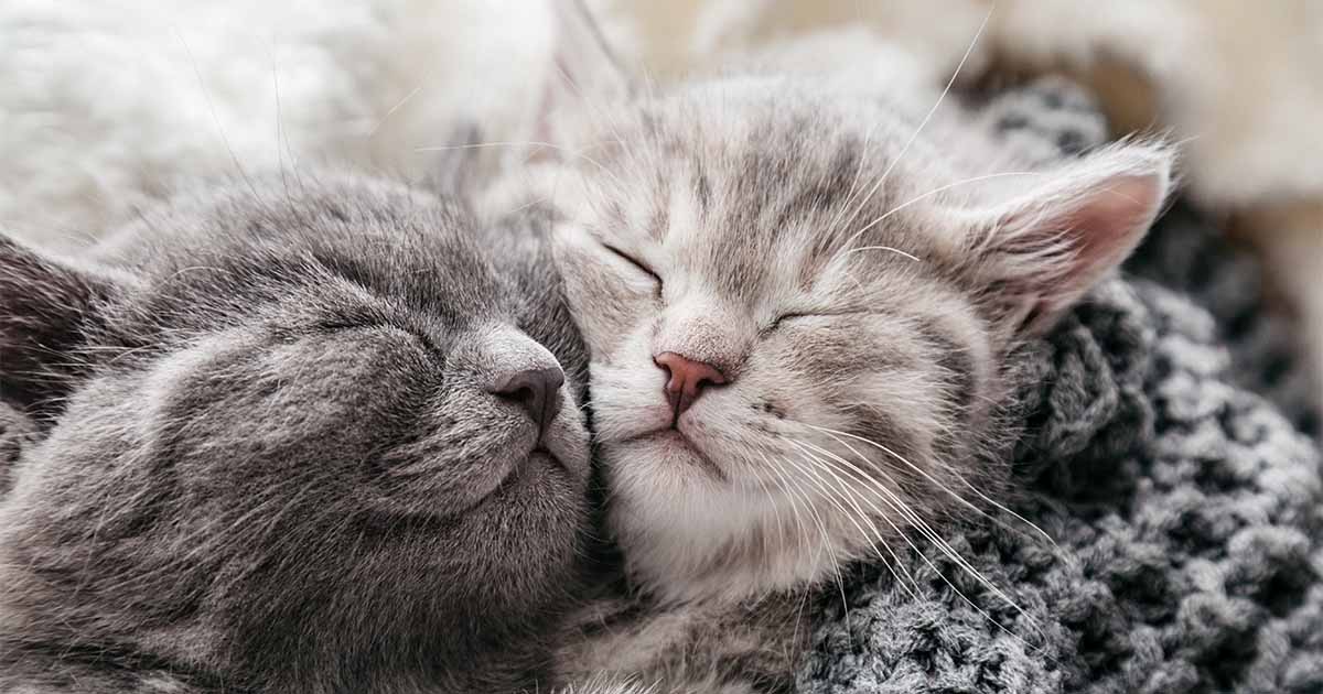 kittens cuddling