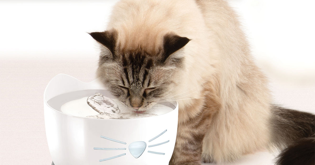 cat drinking from water fountain