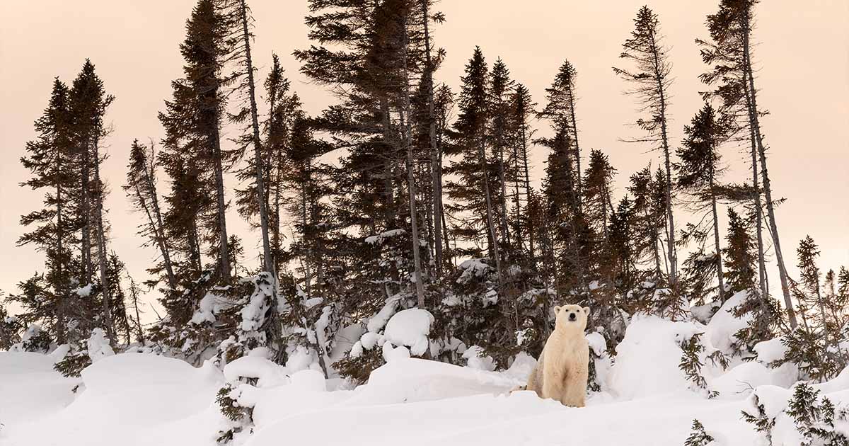 polar bear in the arctic wilderness