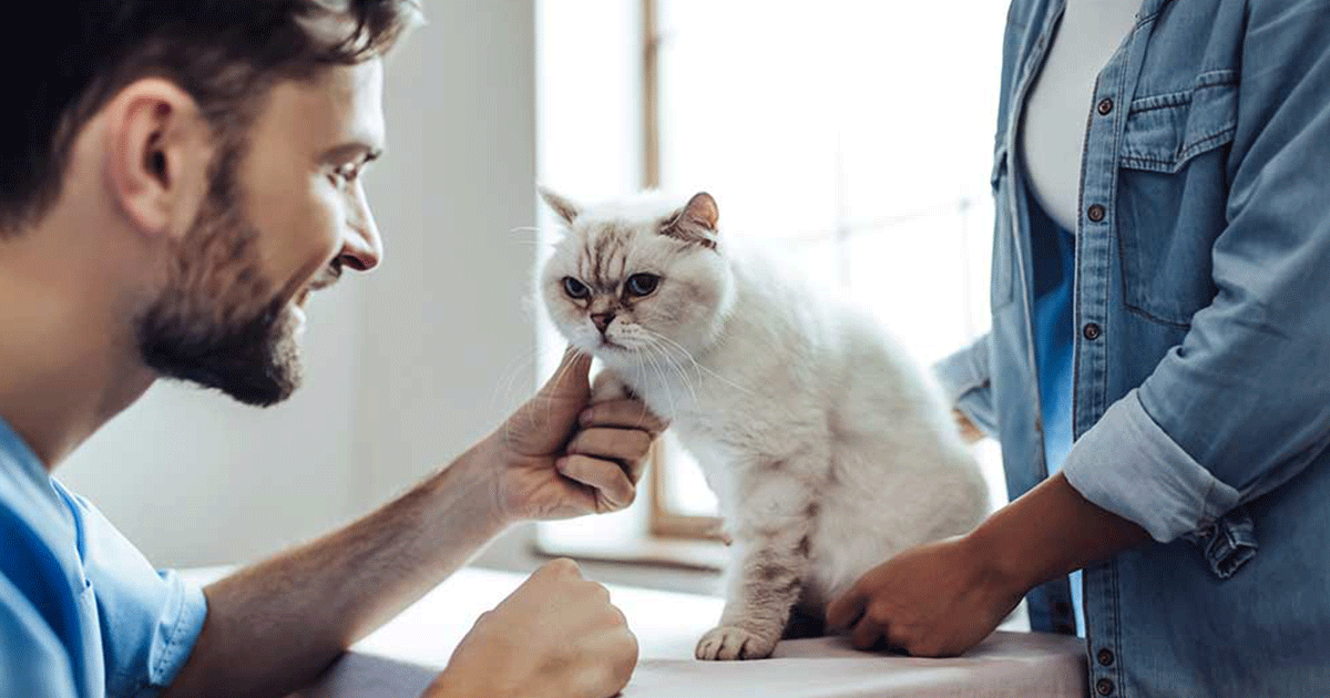 Registered veterinary technician assisting cat