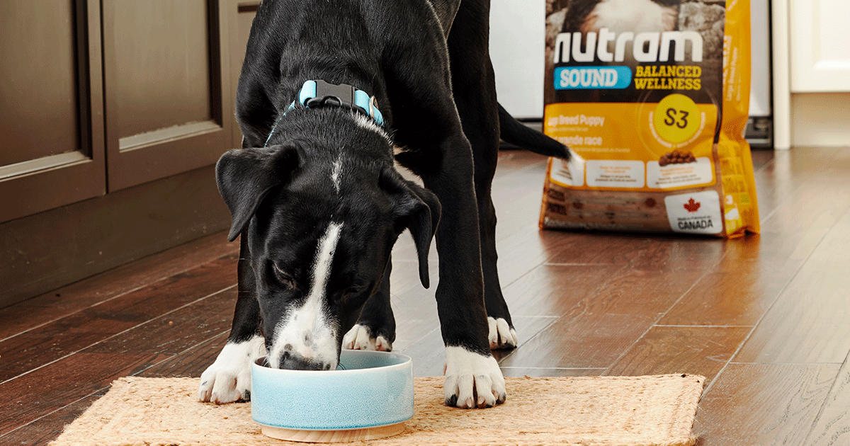 Penguin the dog eating nutram