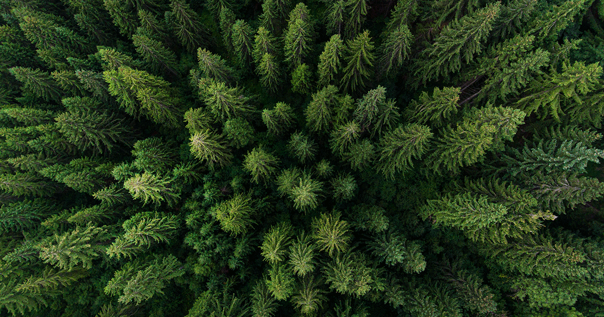 aerial view of trees in a forest