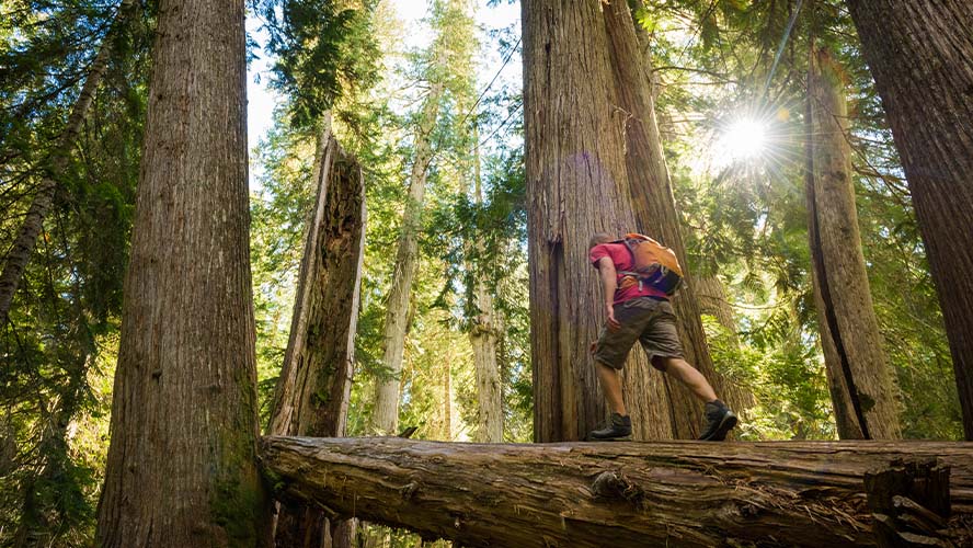 Hiking in the forest thanks to sustainable tourism