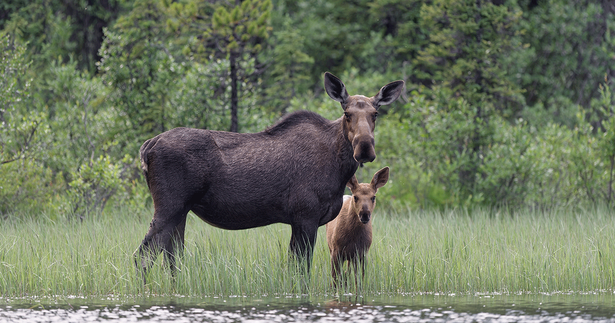 moose and cub protected due to land conservation