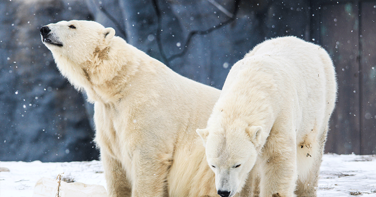 Aurora and Nikita, Polar bears at the Toronto Zoo