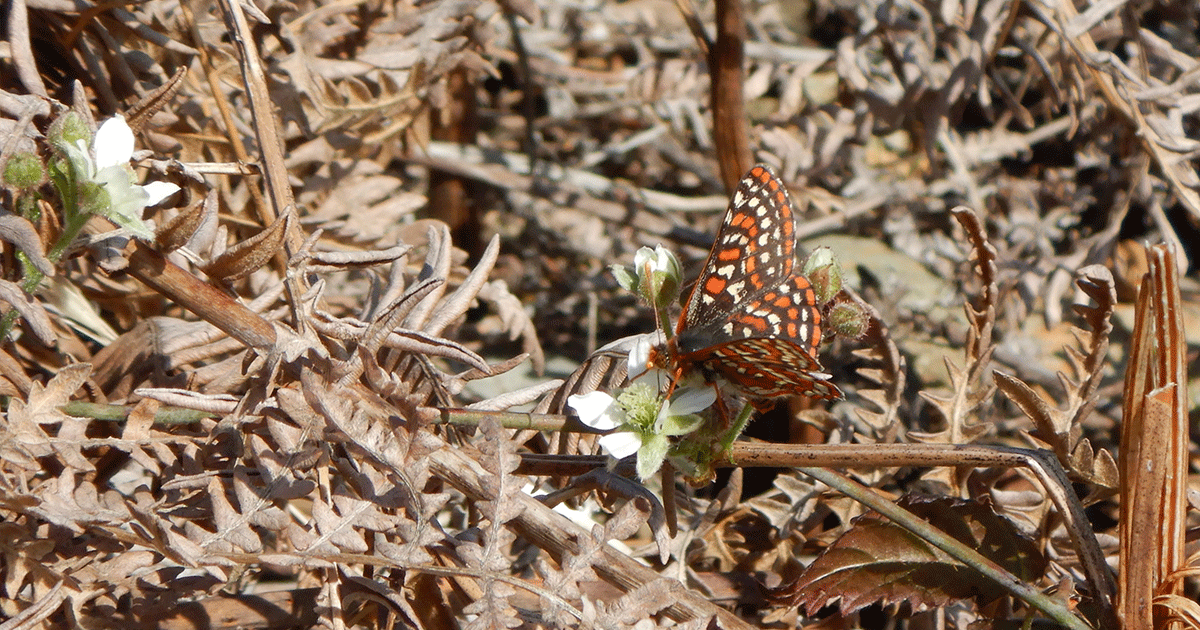 endangered Taylor Checkerspot Butterfly on a flower
