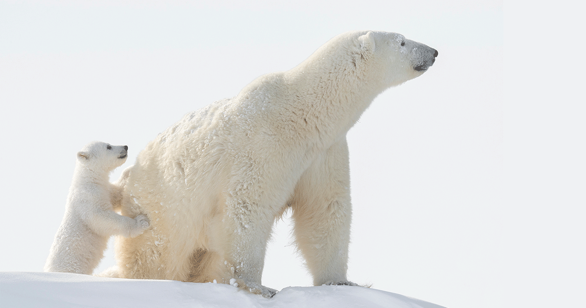 polar bear and its cub