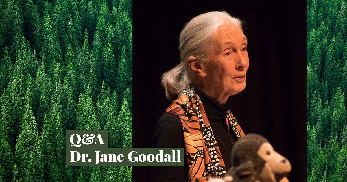 Q&A with Dr. Jane Goodall