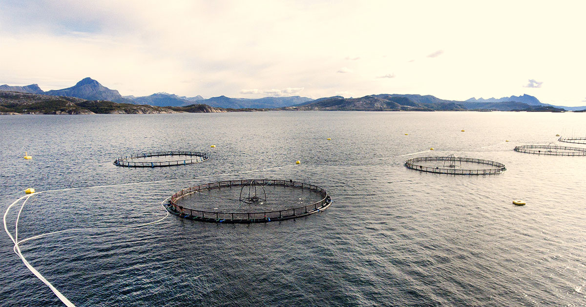 40 lokaleide oppdrettsselskaper i Norge inngår i Salmon Group-nettverket. Selsøyvik Havbruk i Nordland, som vi ser her, er et av dem.