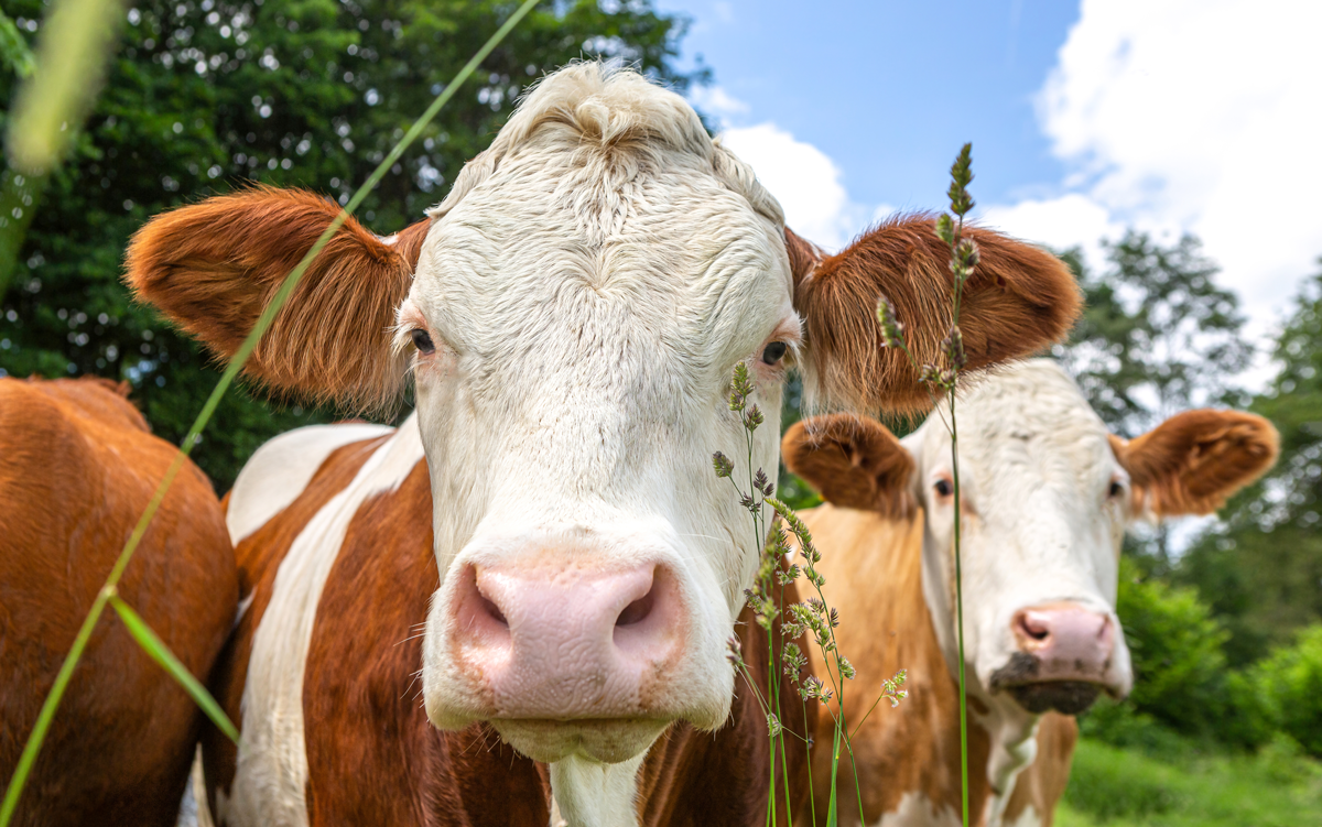 Portrait of a free-range german simmental breed cow on a pasture in summer outdoors