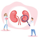 Eine Frau Doktorin, die eine Papiertafel hält, ein Arzt, der eine Niere mit Vergrößerungsglas vergrößert, das Konzept der Nierenvermessung