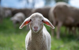 Merinolamm auf einer Weide in Baden-Württemberg