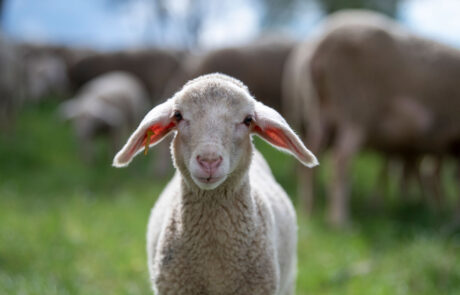 Merinolamm auf einer Weide in Baden-Württemberg